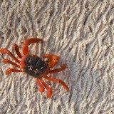 ChristmasIslandCrab_EN-US11734696998_1920x1080