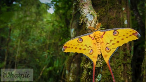 CometMoth_EN-US9387578049_1920x1080.jpg