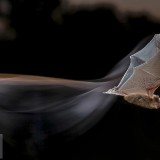 CommonPipistrelle_EN-US7421359791_1920x1080