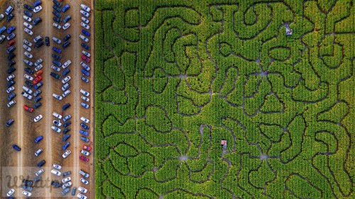 CornMaze_EN-US12455937800_1920x1080.jpg