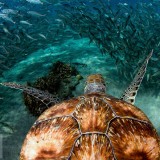 CuracaoTurtle_EN-US8979541301_1920x1080