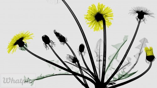 DandelionXray_EN-US8764727533_1920x1080.jpg