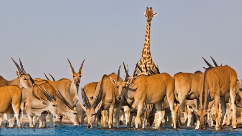 ElandAntelope_EN-US15189764045_1920x1080.jpg