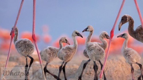 FlamingoCousins_EN-US13543498875_1920x1080.jpg