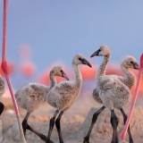 FlamingoCousins_EN-US13543498875_1920x1080