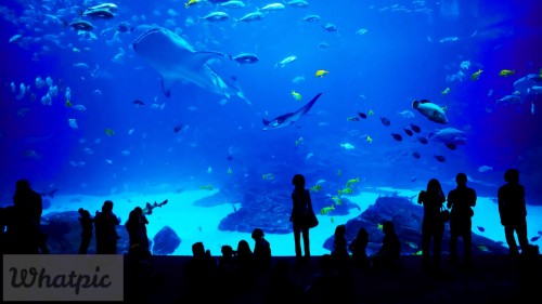 GeorgiaAquarium_EN-US12896401074_1920x1080.jpg