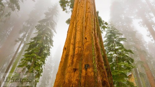 GiantSequoia_EN-US11110971924_1920x1080.jpg
