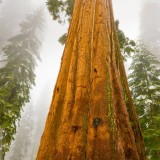 GiantSequoia_EN-US11110971924_1920x1080
