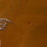 GobiSheep_EN-US3908203180_1920x1080