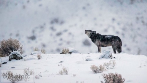 GrayWolf_EN-US10344926106_1920x1080.jpg