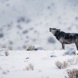GrayWolf_EN-US10344926106_1920x1080
