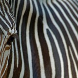 GrevysZebra_EN-US7416197088_1920x1080