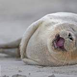 HeligolandSealPup_EN-US4560370617_1920x1080