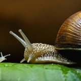 HelixPomatia_EN-US3386213495_1920x1080