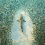 HeronIslandShark_EN-US12565902939_1920x1080
