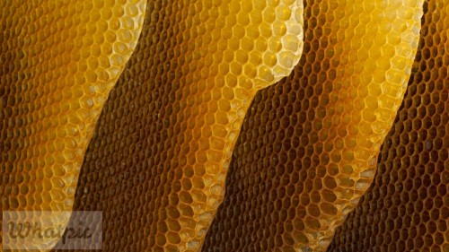 Honeycomb_EN-US7568111738_1920x1080.jpg