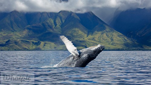HumpbackSanctuary_EN-US3889583699_1920x1080.jpg