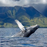 HumpbackSanctuary_EN-US3889583699_1920x1080