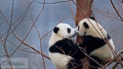 KissingPandas_EN-US8854909213_1920x1080.jpg