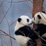 KissingPandas_EN-US8854909213_1920x1080