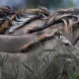 KonikHorses_EN-US10997581740_1920x1080