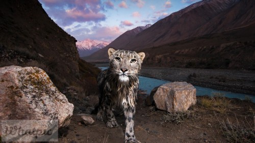 KyrgyzstanCat_EN-US10859527245_1920x1080.jpg