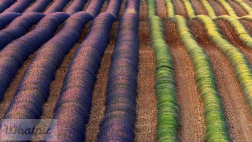 LavenderProvence_EN-US9659437083_1920x1080.jpg