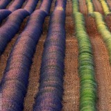 LavenderProvence_EN-US9659437083_1920x1080