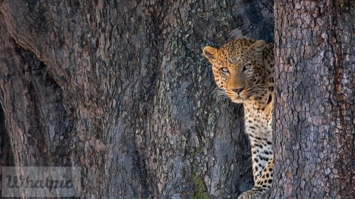 LinyantiLeopard_EN-US4417191333_1920x1080.jpg