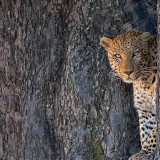 LinyantiLeopard_EN-US4417191333_1920x1080