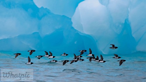 LittleAuks_EN-US10291231387_1920x1080.jpg