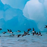 LittleAuks_EN-US10291231387_1920x1080