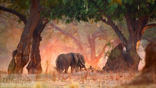 LoxodontaAfricana_EN-US11003709032_1920x1080.jpg