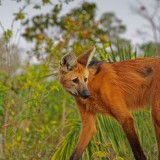 ManedWolf_EN-US10289320790_1920x1080