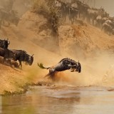 MaraRiverCrossing_EN-US6477868211_1920x1080
