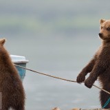 MischiefCubs_EN-US6733296518_1920x1080