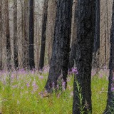 NCFireweed_EN-US5437463354_1920x1080