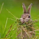 NestingRabbit_EN-US12646294176_1920x1080