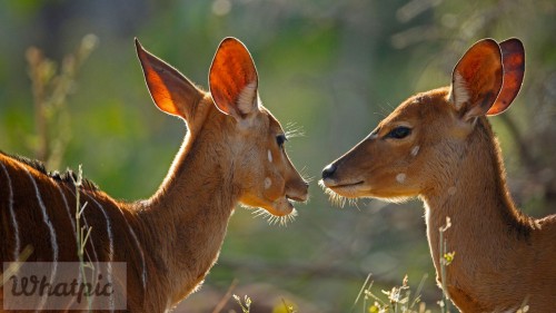 Nyala_EN-US11787993086_1920x1080.jpg