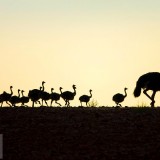 OstrichDad_EN-US10027687919_1920x1080
