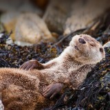 OtterChillin_EN-US10154811440_1920x1080