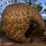 PangolinDay_EN-US4234282940_1920x1080