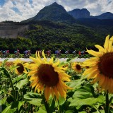 PelotonSunflowers_EN-US6580114020_1920x1080