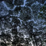 PeruvianRainforest_EN-US4826244876_1920x1080