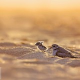 PipingPlover_EN-US7445293078_1920x1080