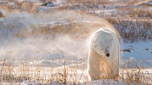 PolarBearDay_EN-US4843695148_1920x1080.jpg