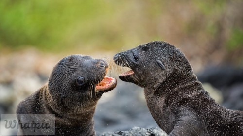 PupsPlayGalapagos_EN-US8850145565_1920x1080.jpg