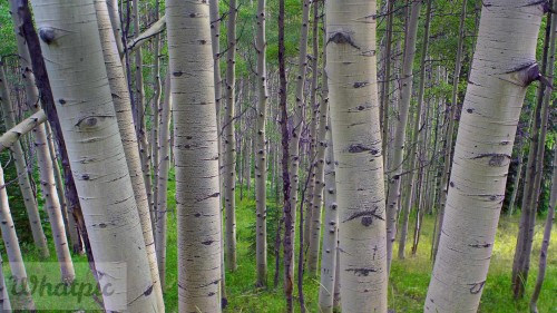 QuakingAspens_EN-US10051786378_1920x1080.jpg