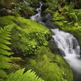 RainforestMoss_EN-US7387327683_Flight