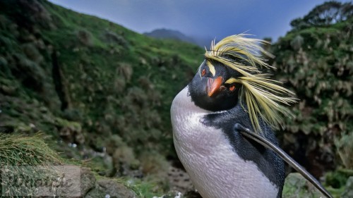 Rockhopper_EN-US8893810132_1920x1080.jpg